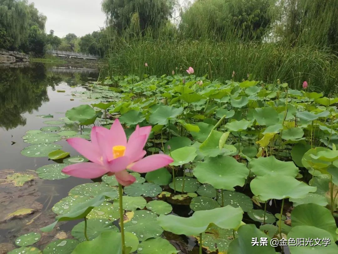 我的自画像独一无二,我的自画像范例