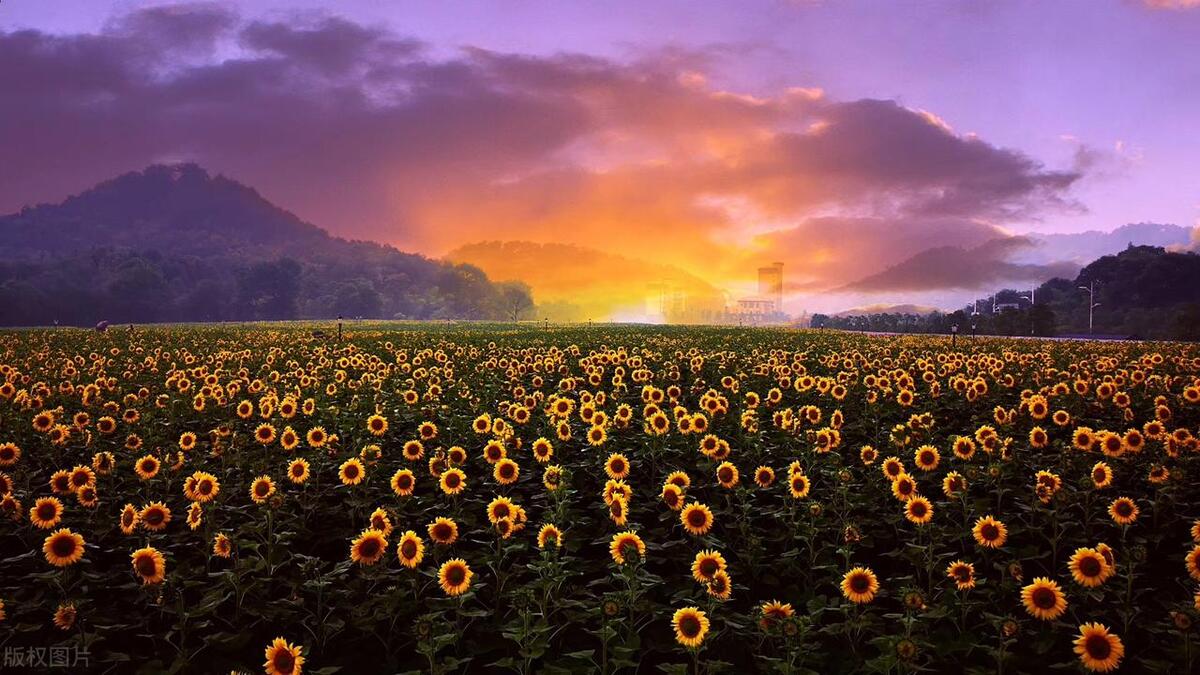 夏天田园七绝诗,农家乐七律诗