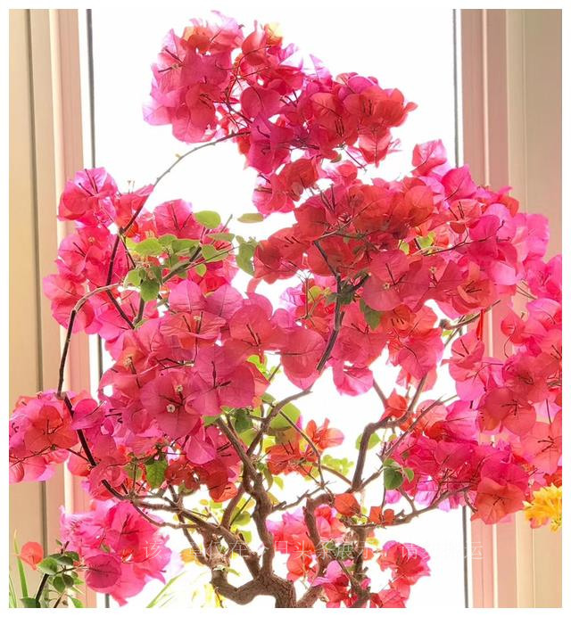 春季热卖花,3月份到4月份花品种大全