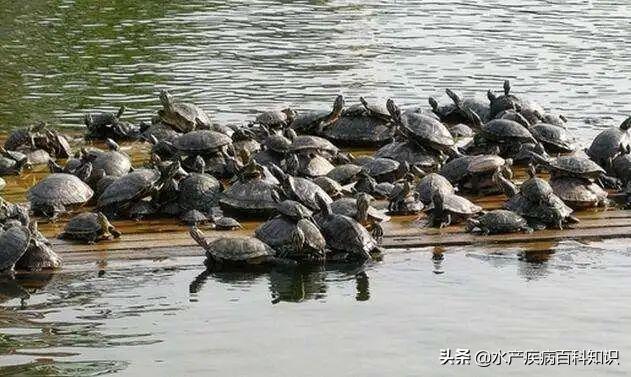 养殖甲鱼如何预防腐皮病,高温甲鱼在淤泥里多久出来