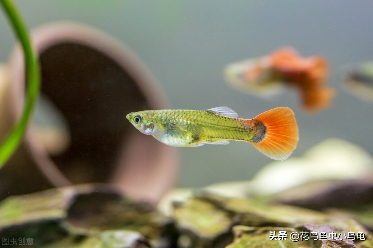 孔雀鱼小苗怎么养长得快,孔雀鱼幼苗怎么养小技巧记得收藏
