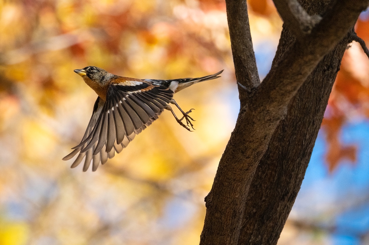 富士gfx50sii618活动,富士gfx50sii快速入门