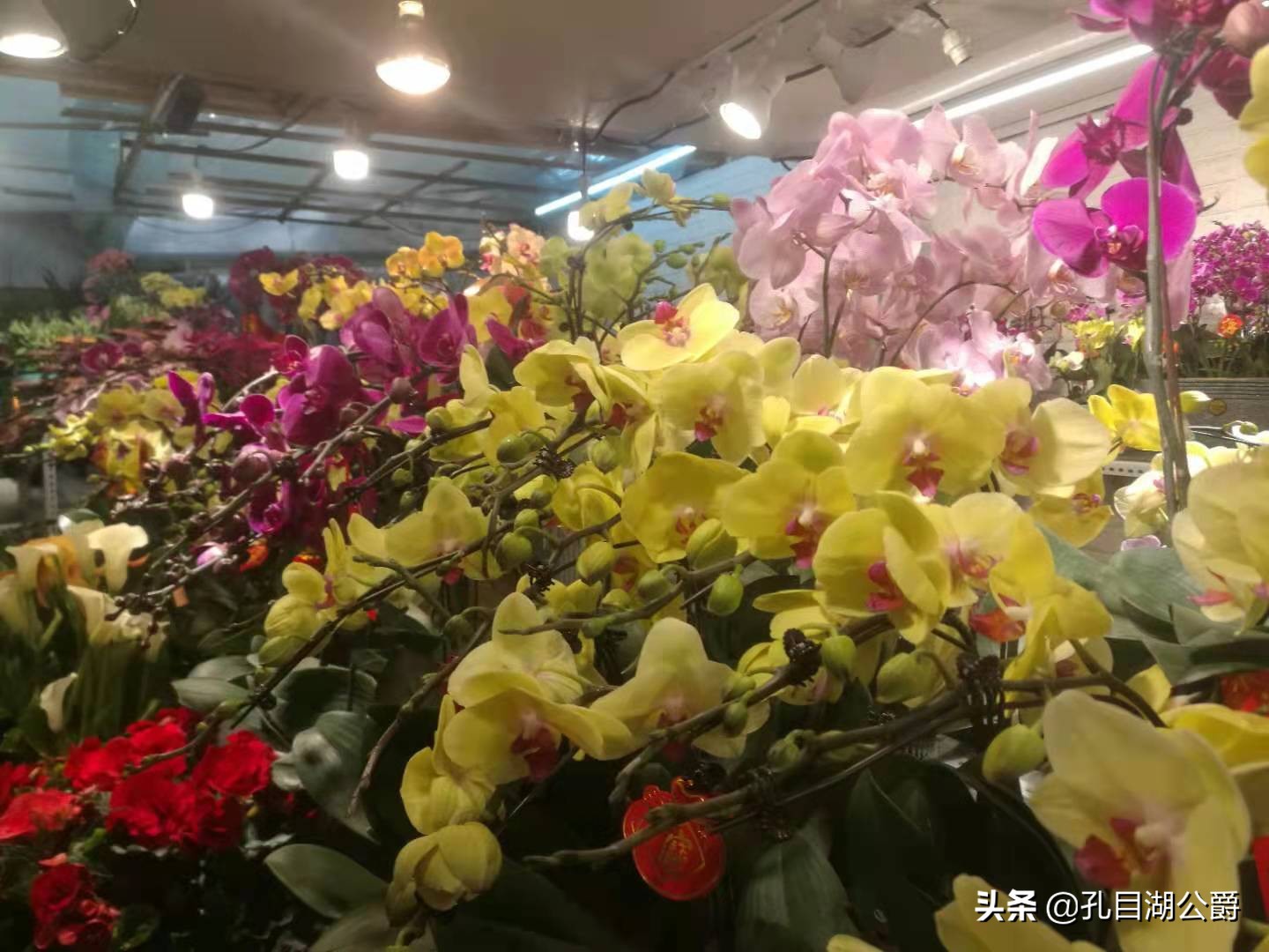 南昌市千花伴花鸟市场,千花伴花鸟市场和南昌花鸟市场