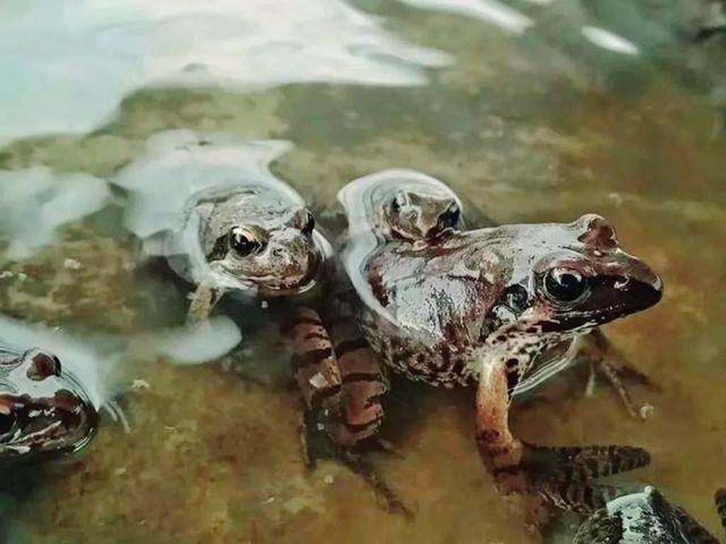 插队时的记忆：五十多年前三道湾抓蛤蟆