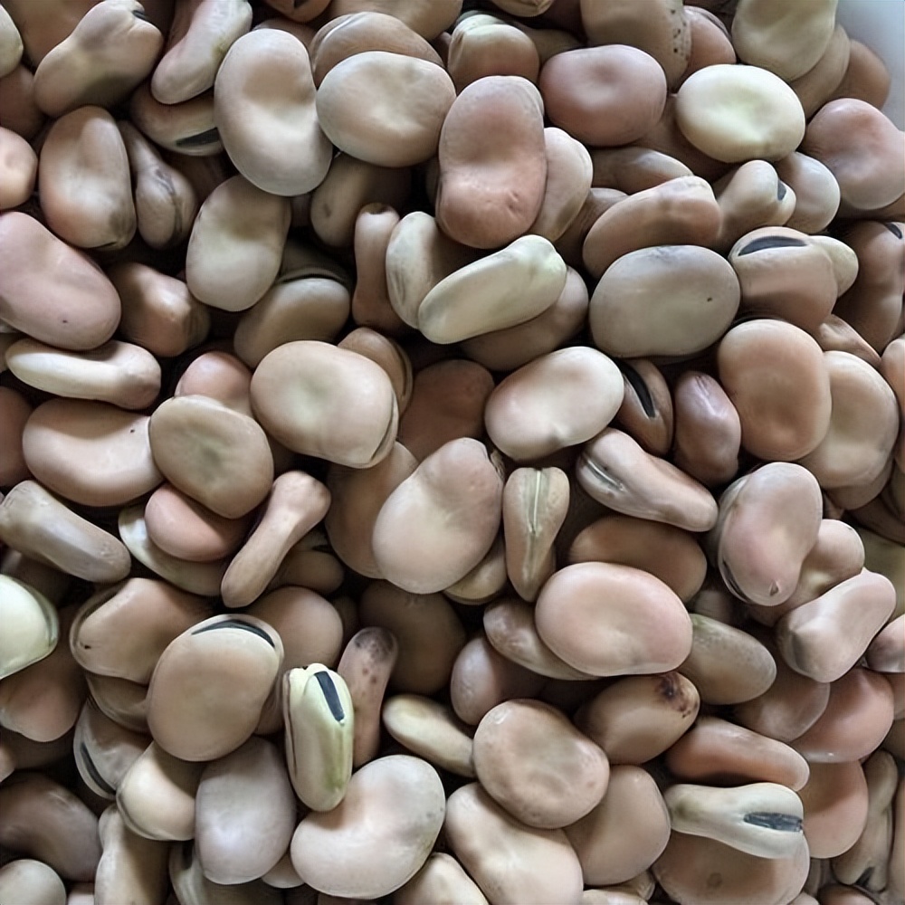 空气分级蚕豆蛋白级分作为颗粒和挤压肉鸡日粮中豆粕的替代品