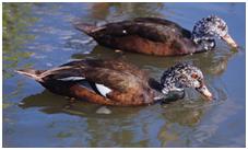 鸟类在分类学中统称为什么,鸟纲分类总表