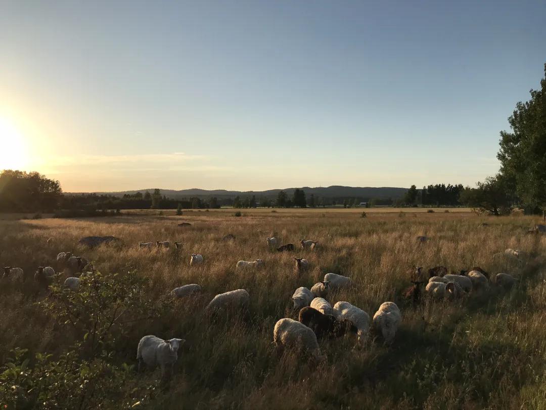 Wow,nocow！哇，没有奶牛