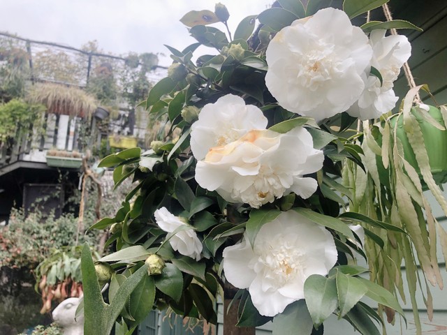 高雅有诗意的山茶花名字,山茶花之美的古诗词