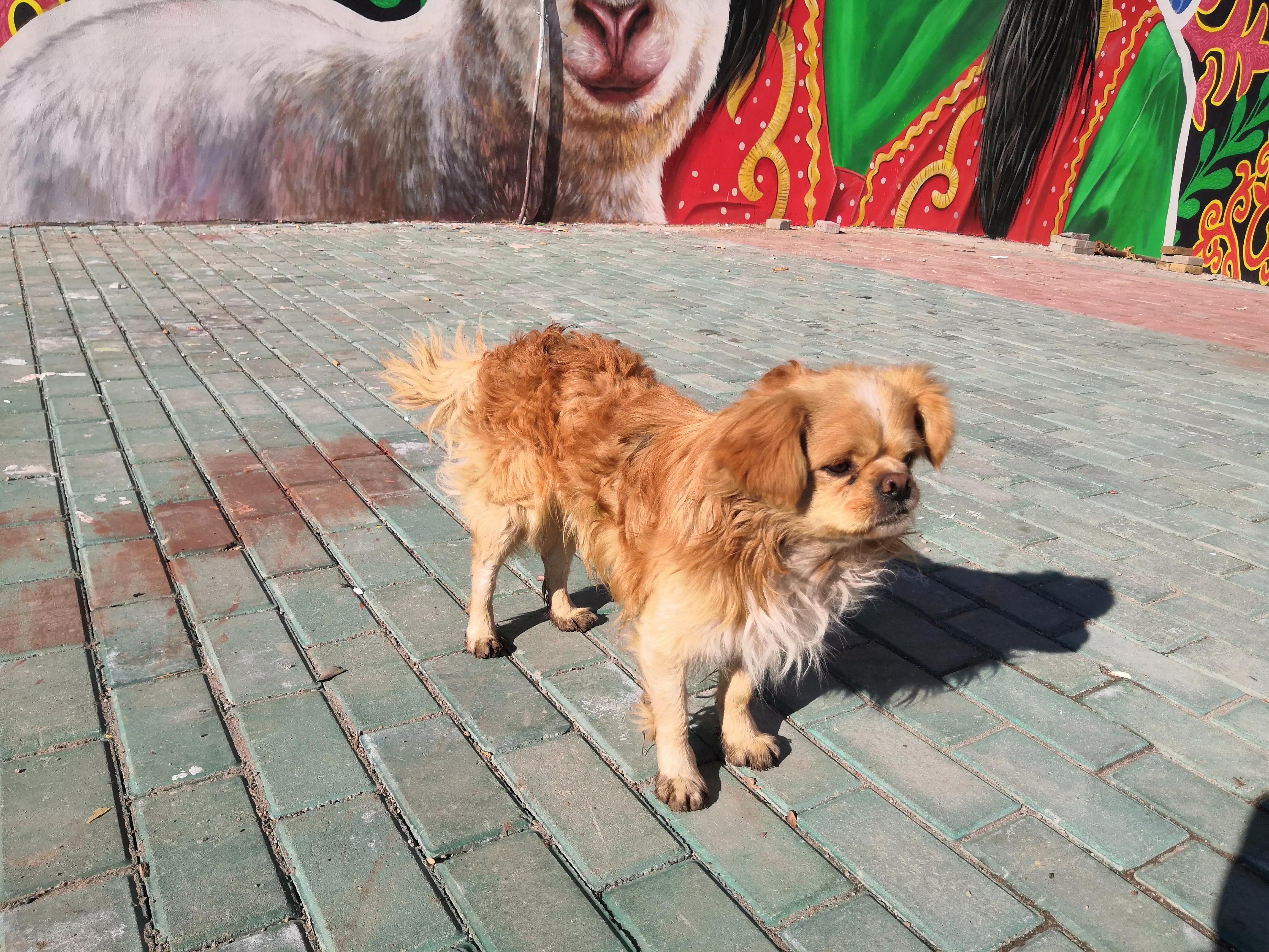 *疆新**，一个懂得艺术欣赏的狗