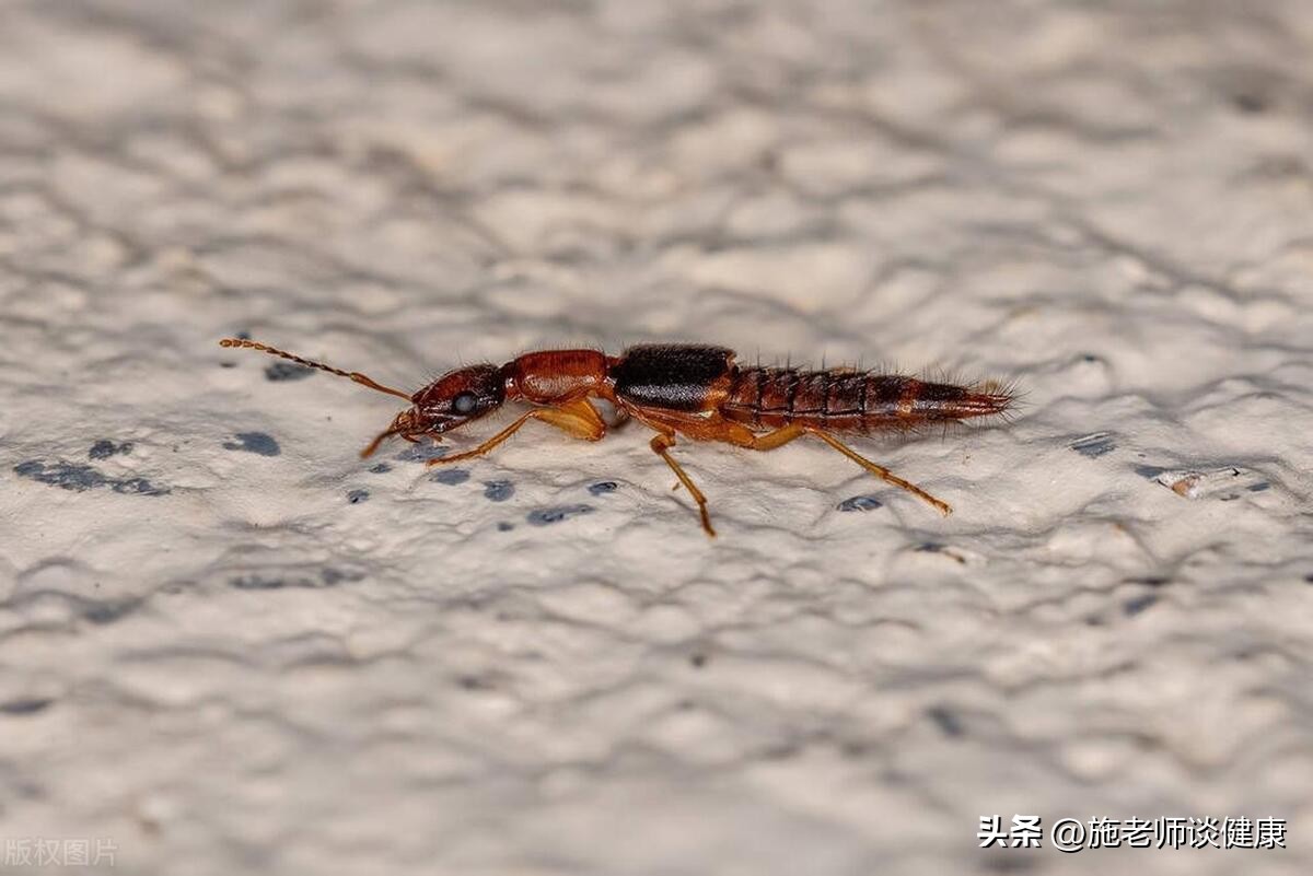 常见的虫子有哪些不能用手拍,上热搜遇到这种虫子千万别用手拍