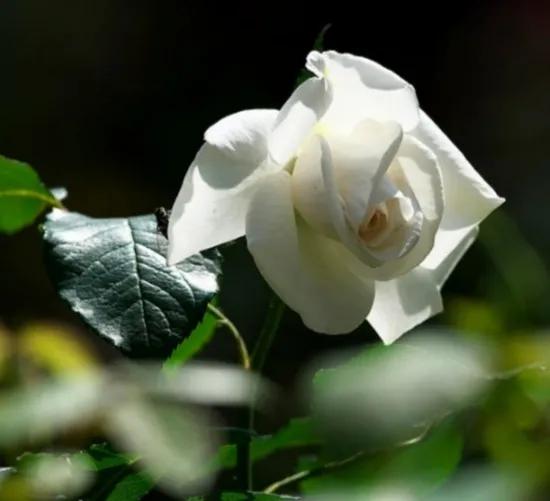 法国玫瑰花园,法国玫瑰花香沐浴露正品