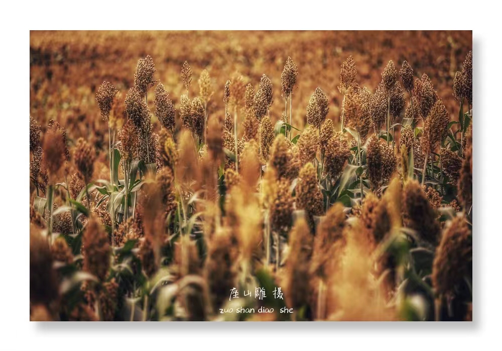 曲靖麒麟水乡的红高粱,麒麟水乡红高粱照片