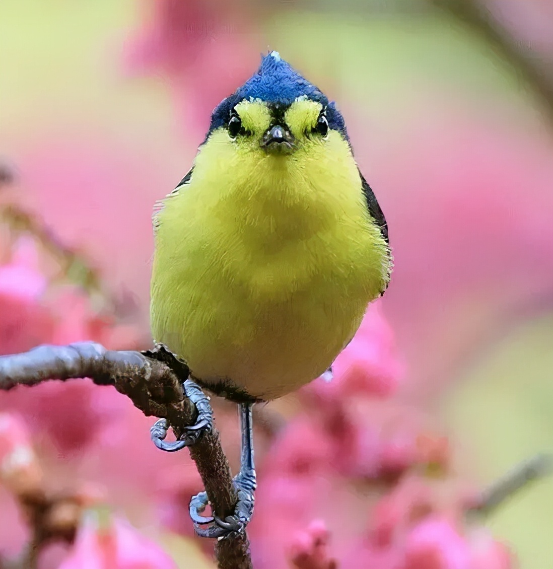 羽色最绚丽的鸟图片,鸟类雨后飞翔照片