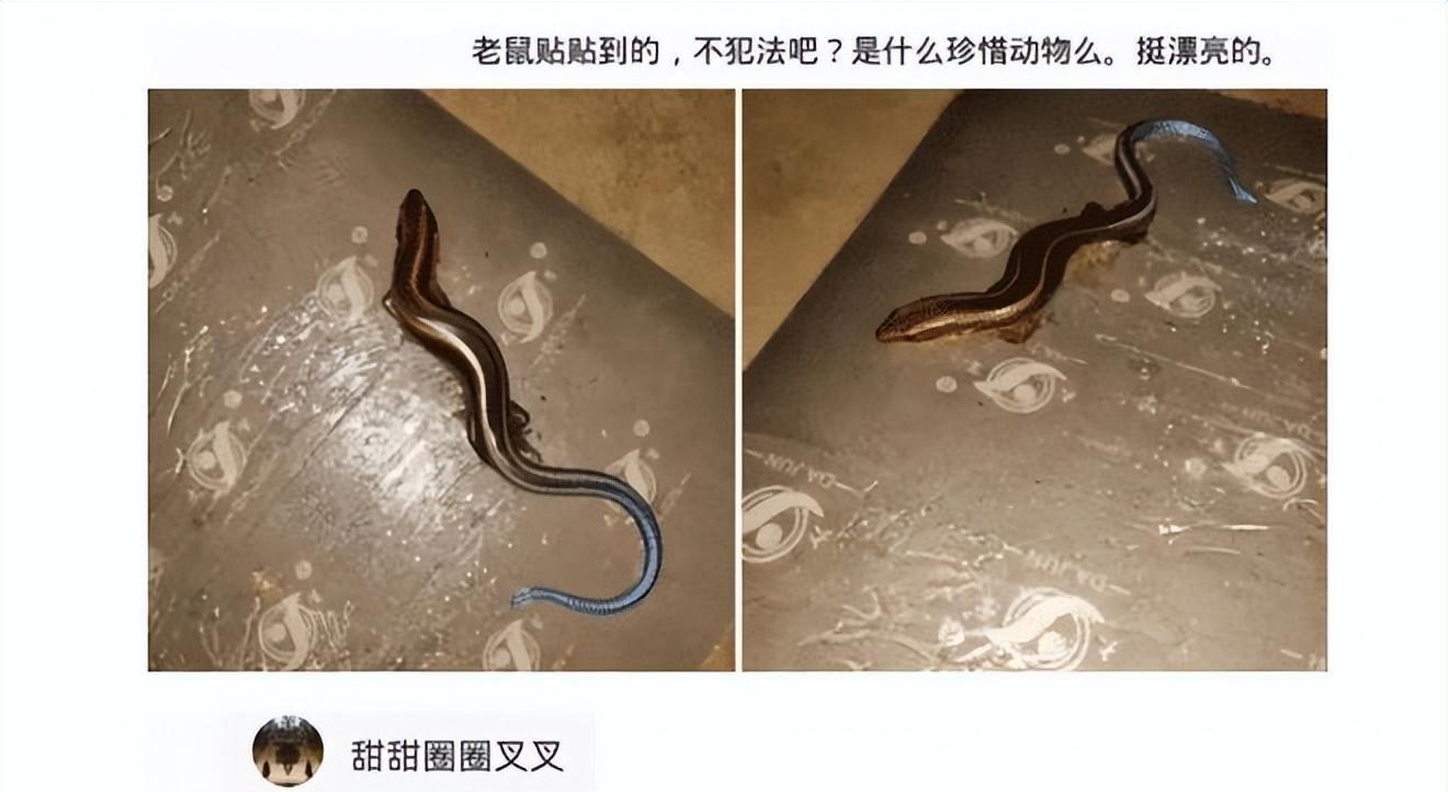 老鼠贴粘到鸟违法吗,老鼠贴能粘住死人吗