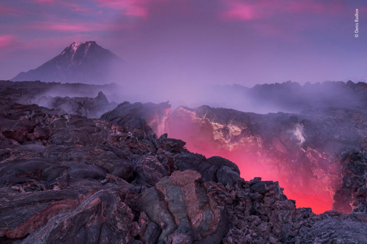 2018年度最佳野生动物摄影作品图集