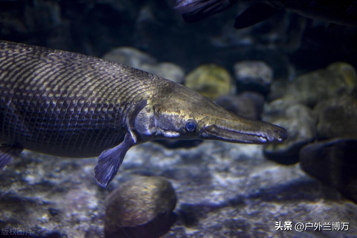 中国最凶残的十种鱼,国内十种入侵鱼