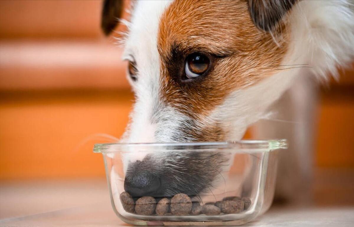 德牧狗粮排名前十名品牌,狗粮排名前十名品牌