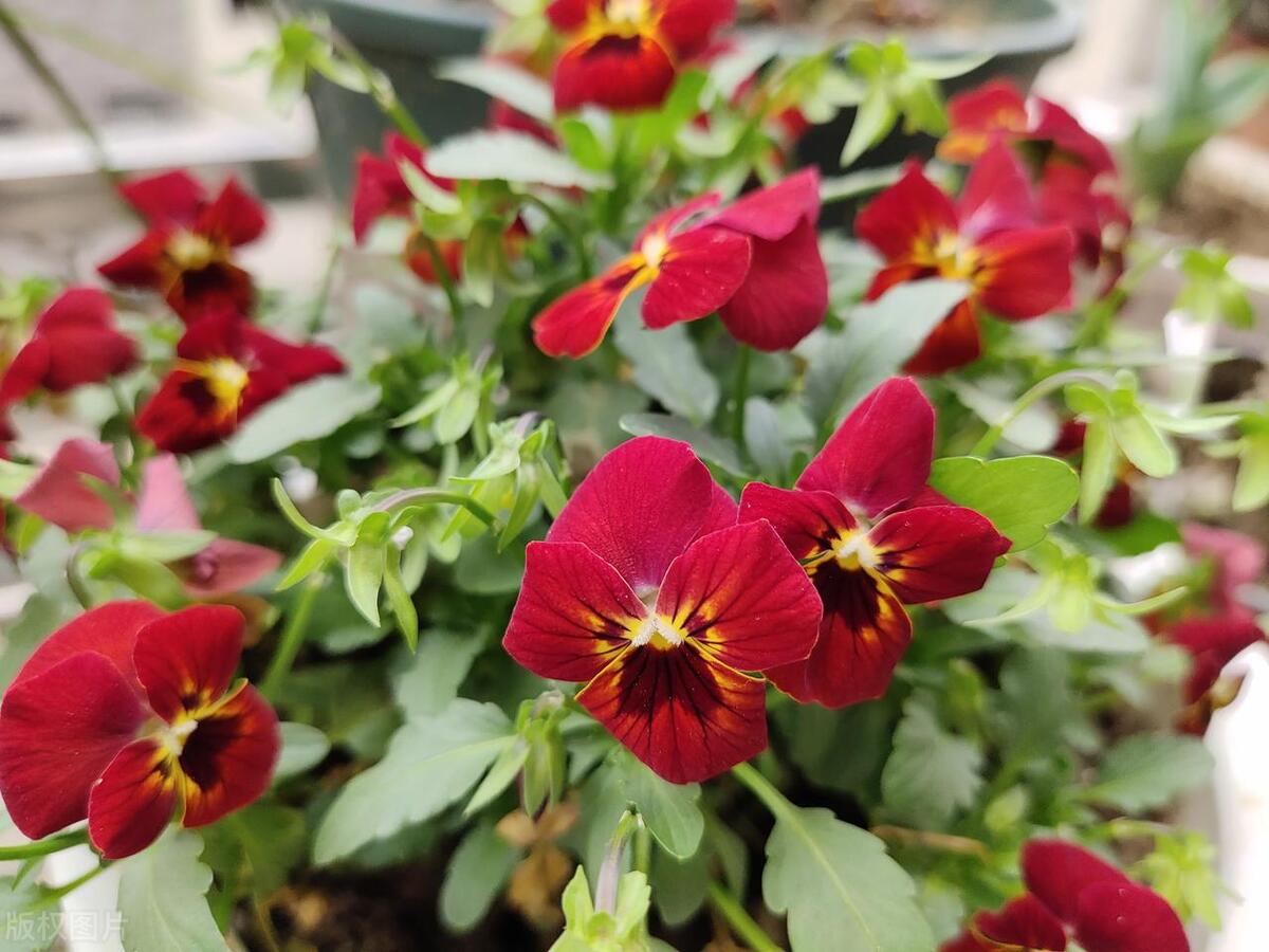 窗台养的小花,窗台上好养活的花