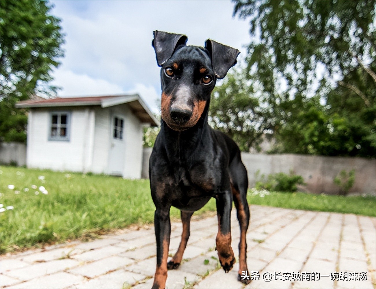 世界名犬大赛全程视频,西藏有哪些世界名犬