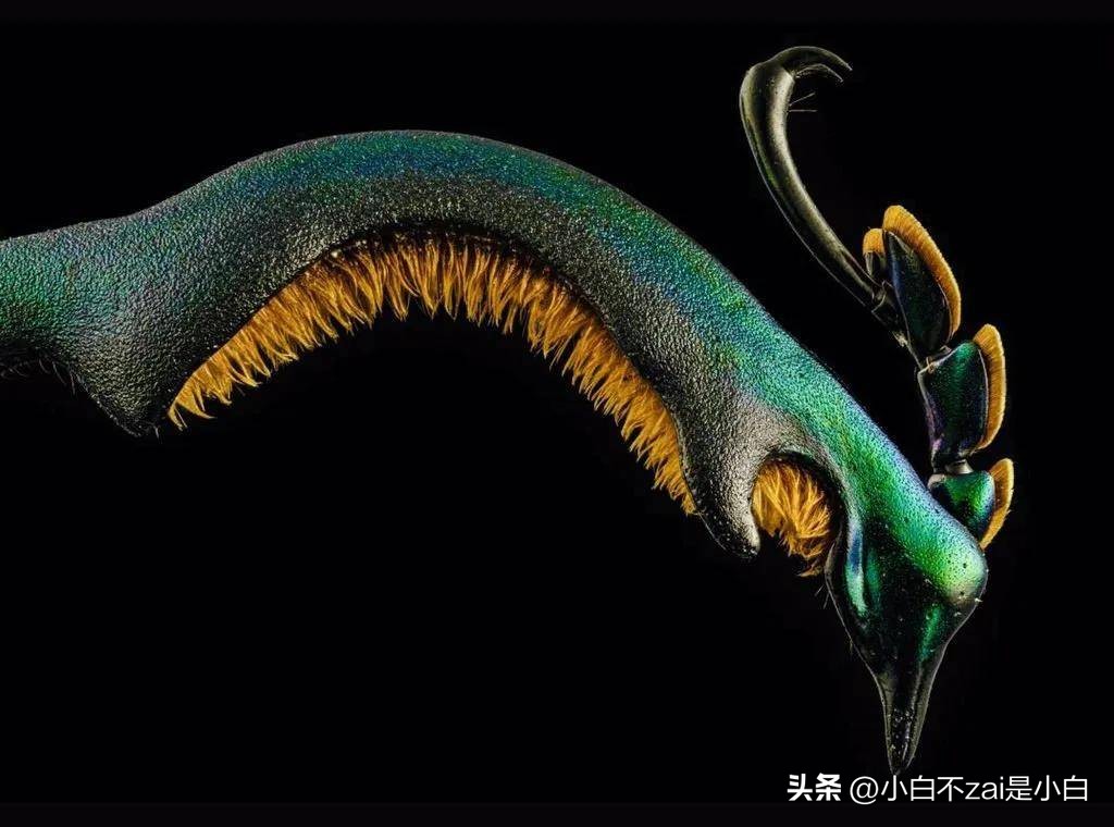 显微镜观察昆虫脸视频,昆虫在显微镜下的真正面目