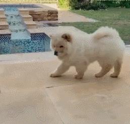 松狮犬怎么训练亲人,怎样养好松狮犬