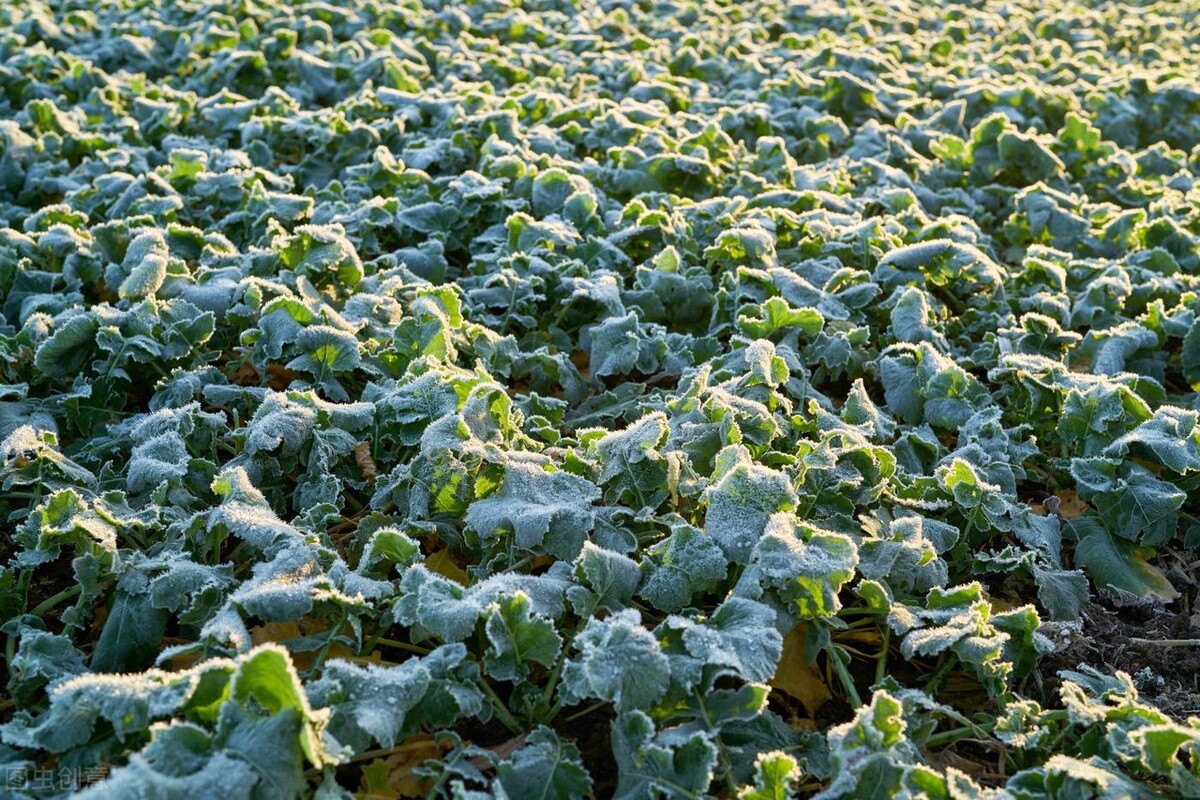 云南今日菜价查询最新蔬菜价格表,2024年1月7日云南蔬菜价格一览表