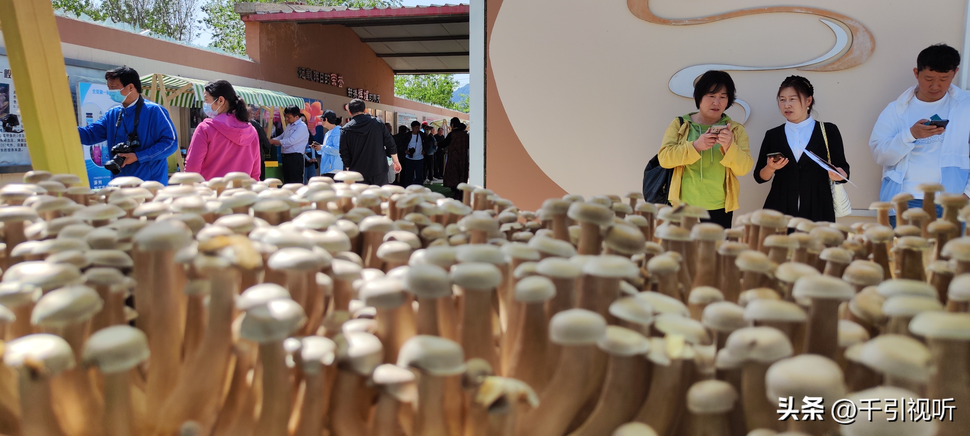 发展林下经济助农助收,北京林下经济扶持政策