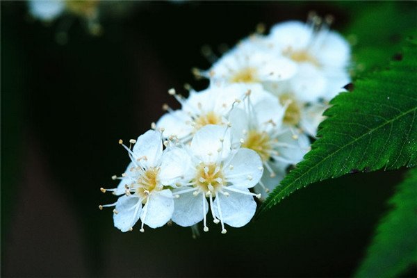 适合北方的花卉珍珠梅,珍珠梅的开花图片大全