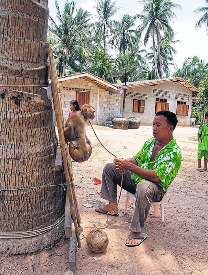 泰国农场仍用猴子摘椰子,泰国猴摘椰子死亡视频