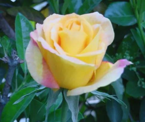 失眠吃中药能睡药一停又会失眠吗,失眠吃中药副作用大吗