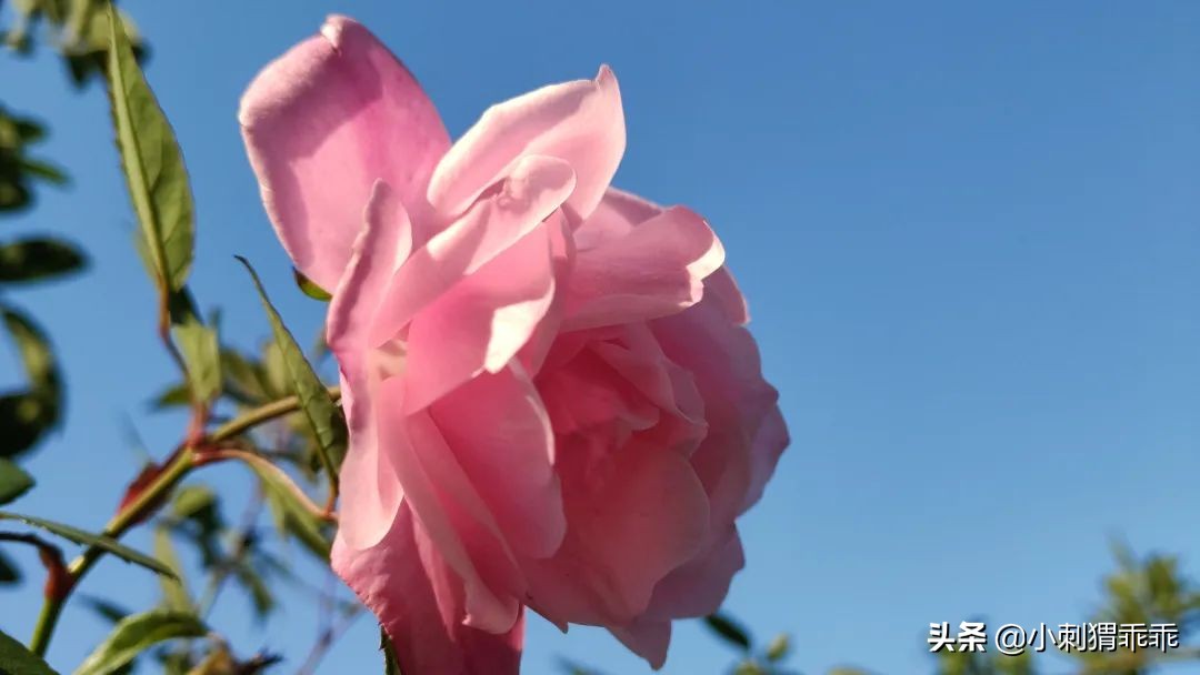 小孩一觉睡醒一只手手背肿了,突然发现小孩手上有一道伤口