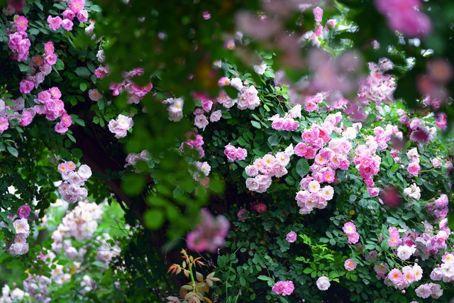 写蔷薇花的古诗词,古诗词经典诵读蔷薇花