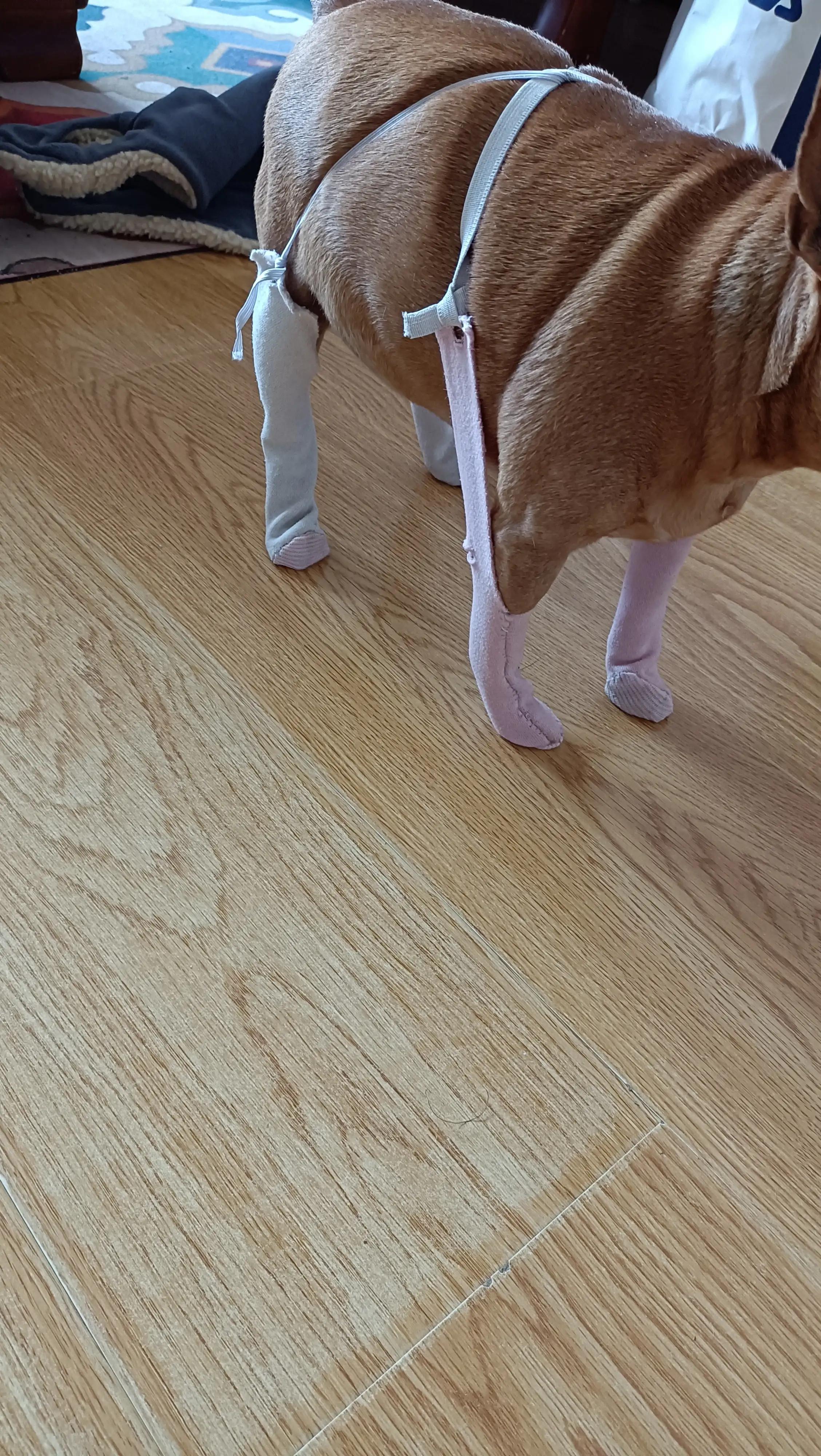 自制狗狗防尘袜子视频,自制狗狗袜子的做法