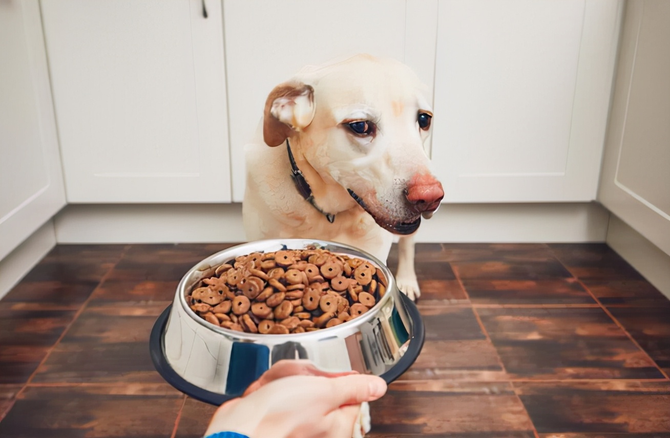 狗狗怎么不吃东西是什么原因,狗狗一般在什么情况下不吃东西