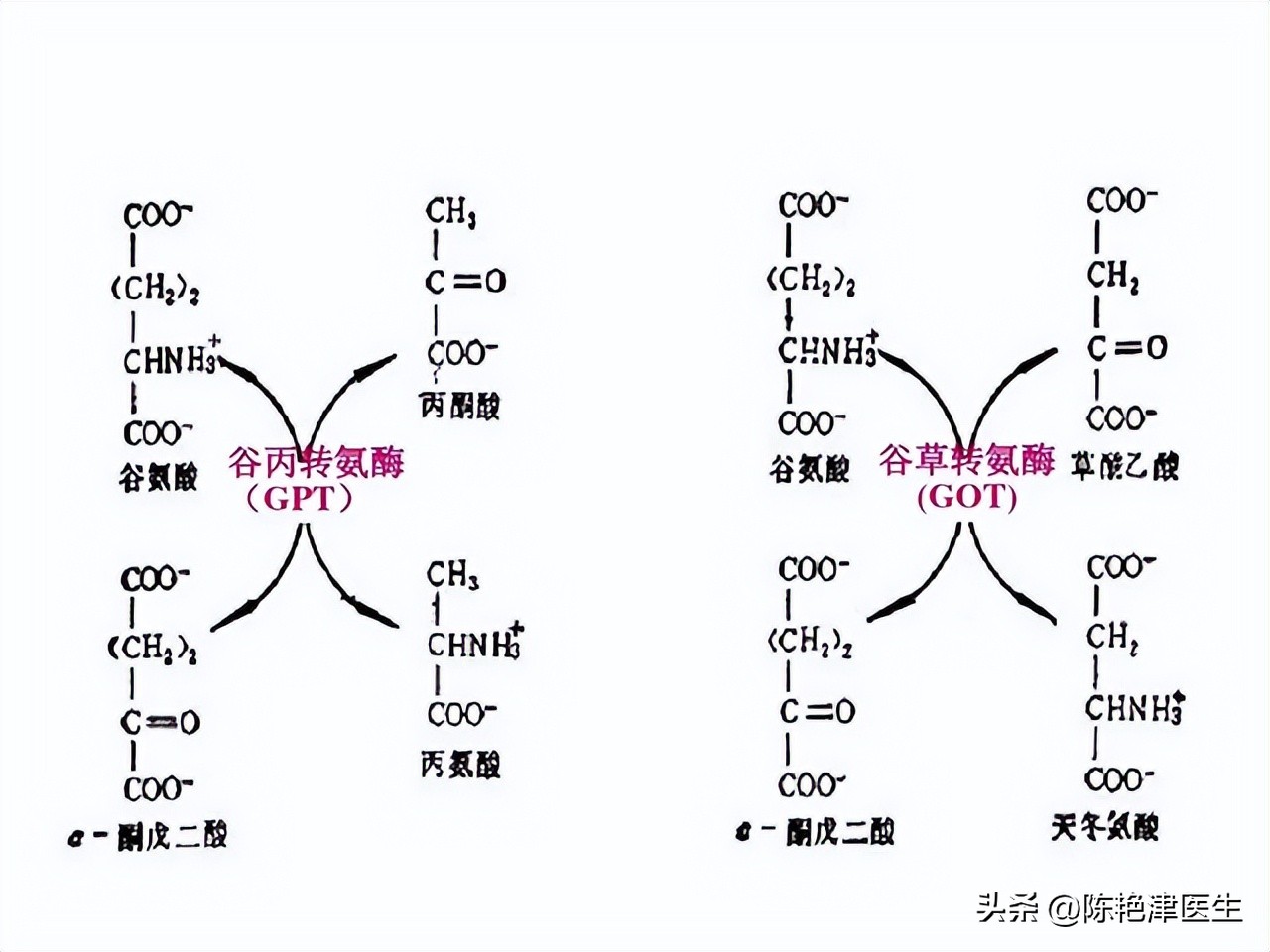 谷丙转氨酶和谷草转氨酶是什么,谷丙转氨酶高和谷草转氨酶高区别