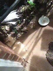 渣猫被小母猫找上门,渣猫出门被老婆抓