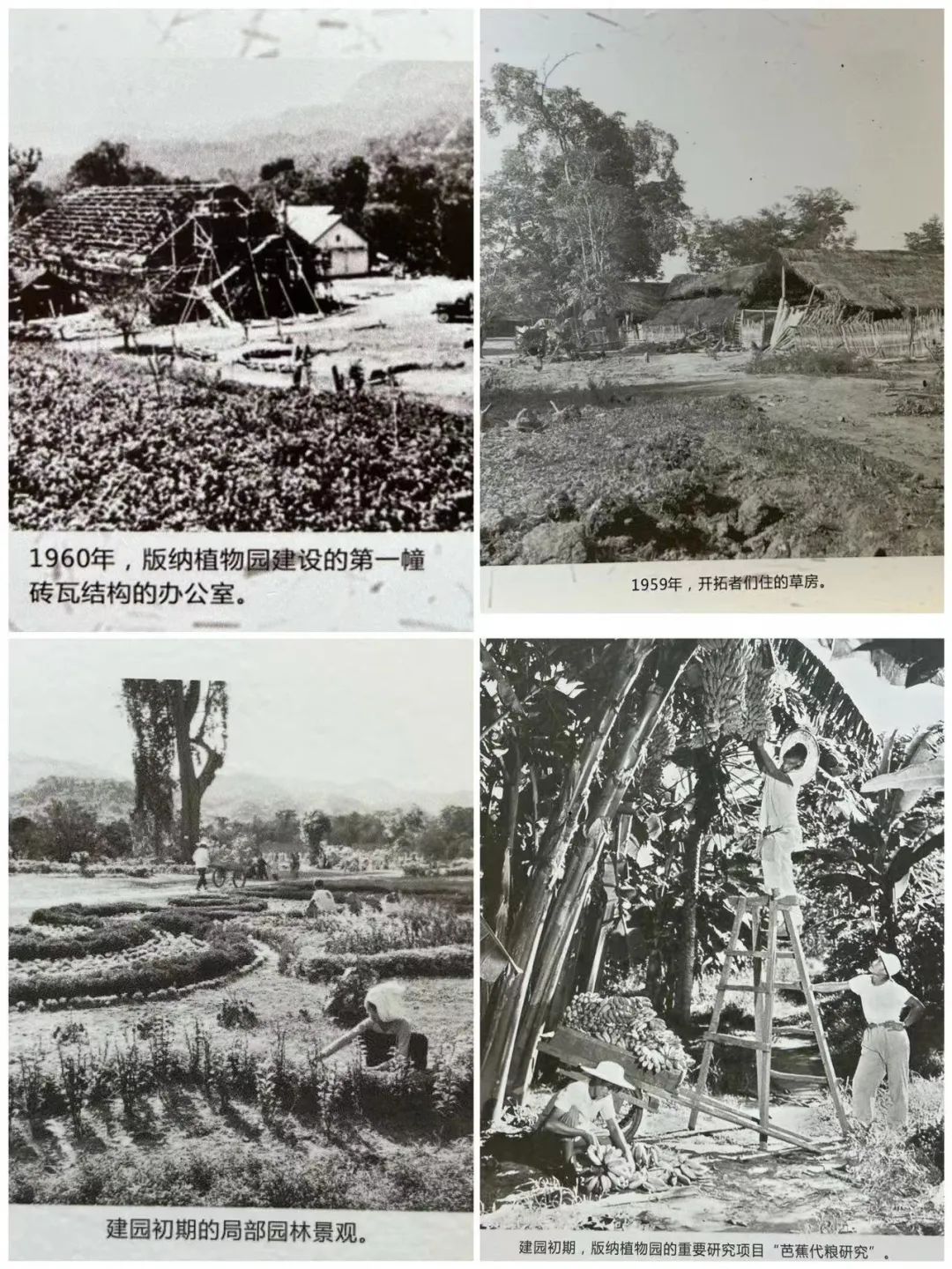 植物学家许再富：从事热带雨林科研事业一甲子的中科院“终身研究员”