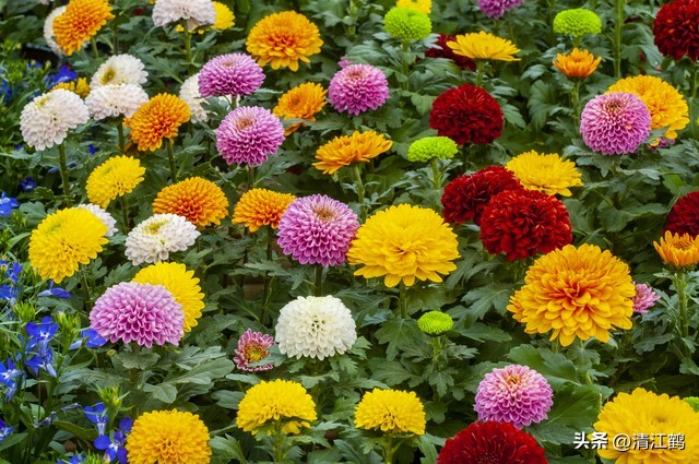 菊花盆栽枯萎后第二年能长新芽吗,刚买回来的菊花花朵枯萎了怎么救