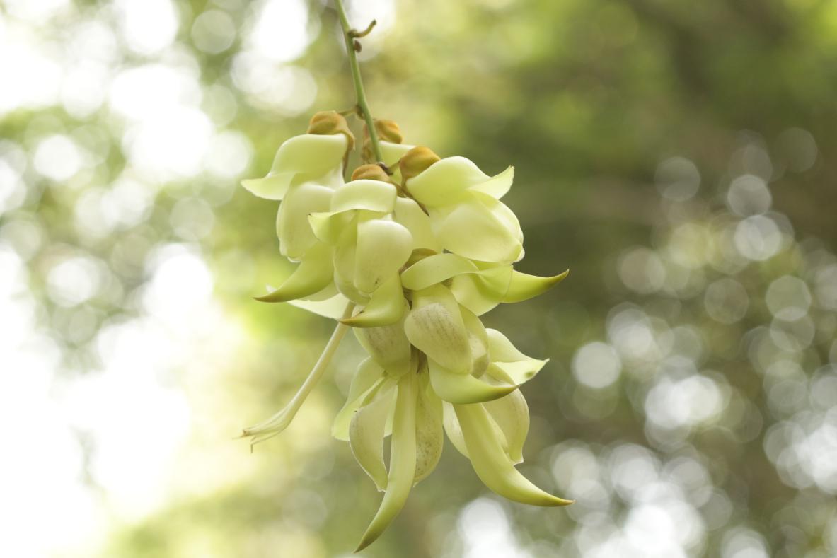 深圳坪山全域自然博物⑩|禾雀花步道:错过再等一年,“小精灵”禾雀花来啦!