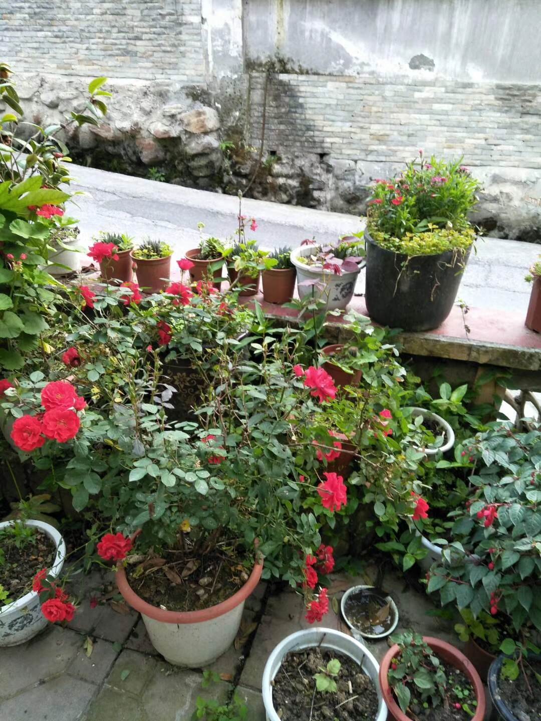 我，四川农村人，父亲是卖猪肉的，我逃离过，但如今我又回村生活