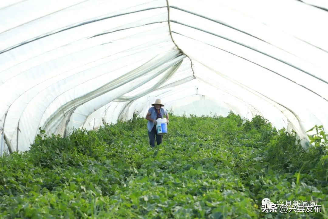 【乡村振兴】兴县康宁镇刘家曲村:大棚甜瓜喜丰收村民致富甜心头