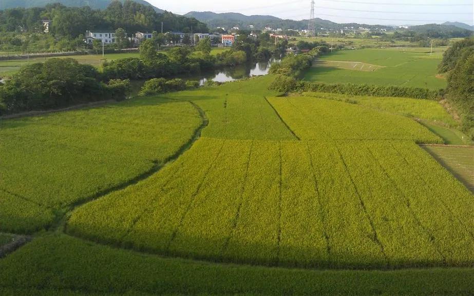宁乡桃林镇,长沙市道林镇