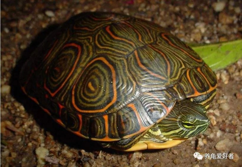 半年不用打理的养龟方法,怎样养龟水才不容易臭又不用换水