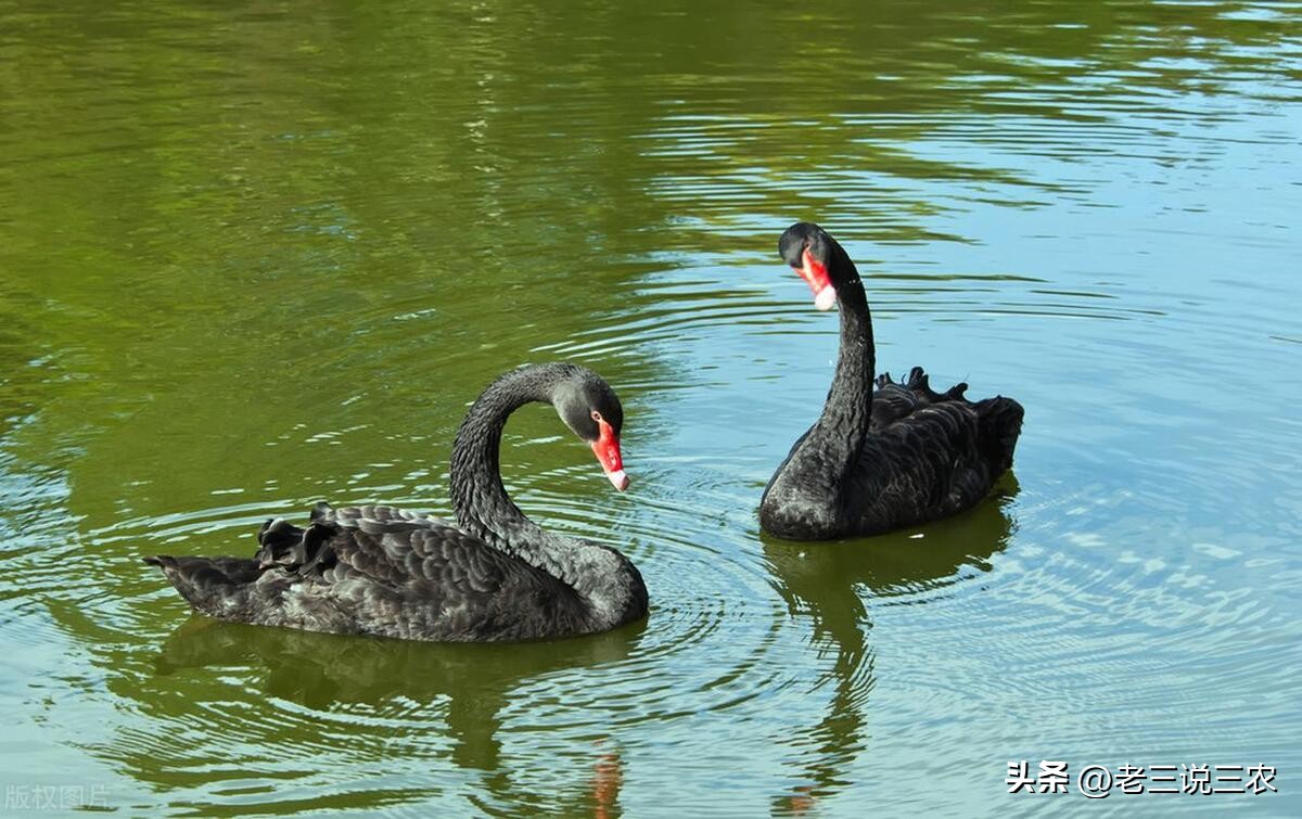 黑天鹅盆栽养法,养几只黑天鹅