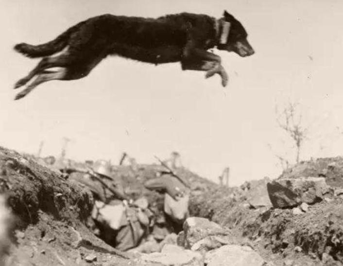 二战时期目睹主人被害的狗,二战时期军犬