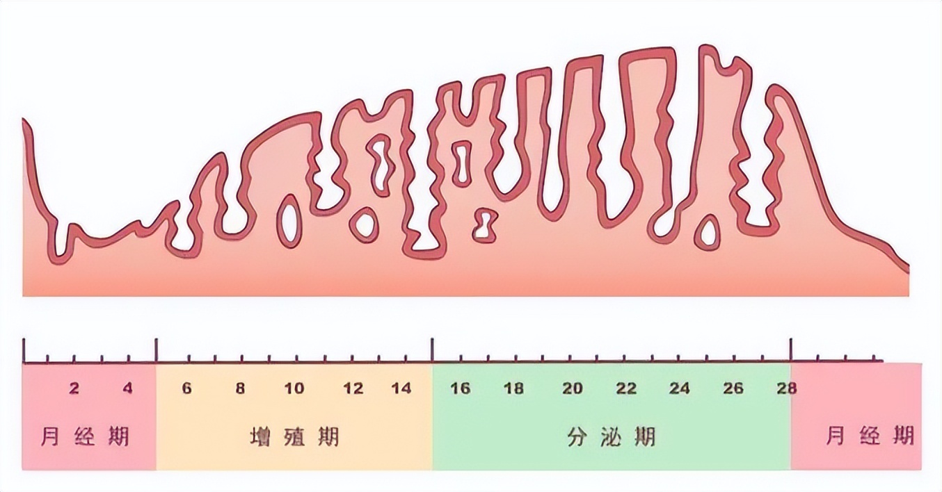 子宫内膜7.3正常吗,子宫内膜薄难怀孕中成药