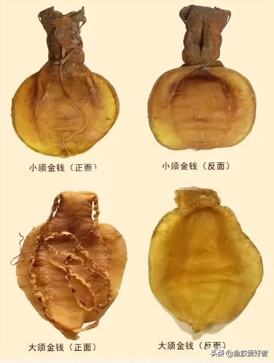 金钱鳘鱼胶行业中有鱼胶之王称号,最好的鳘鱼胶