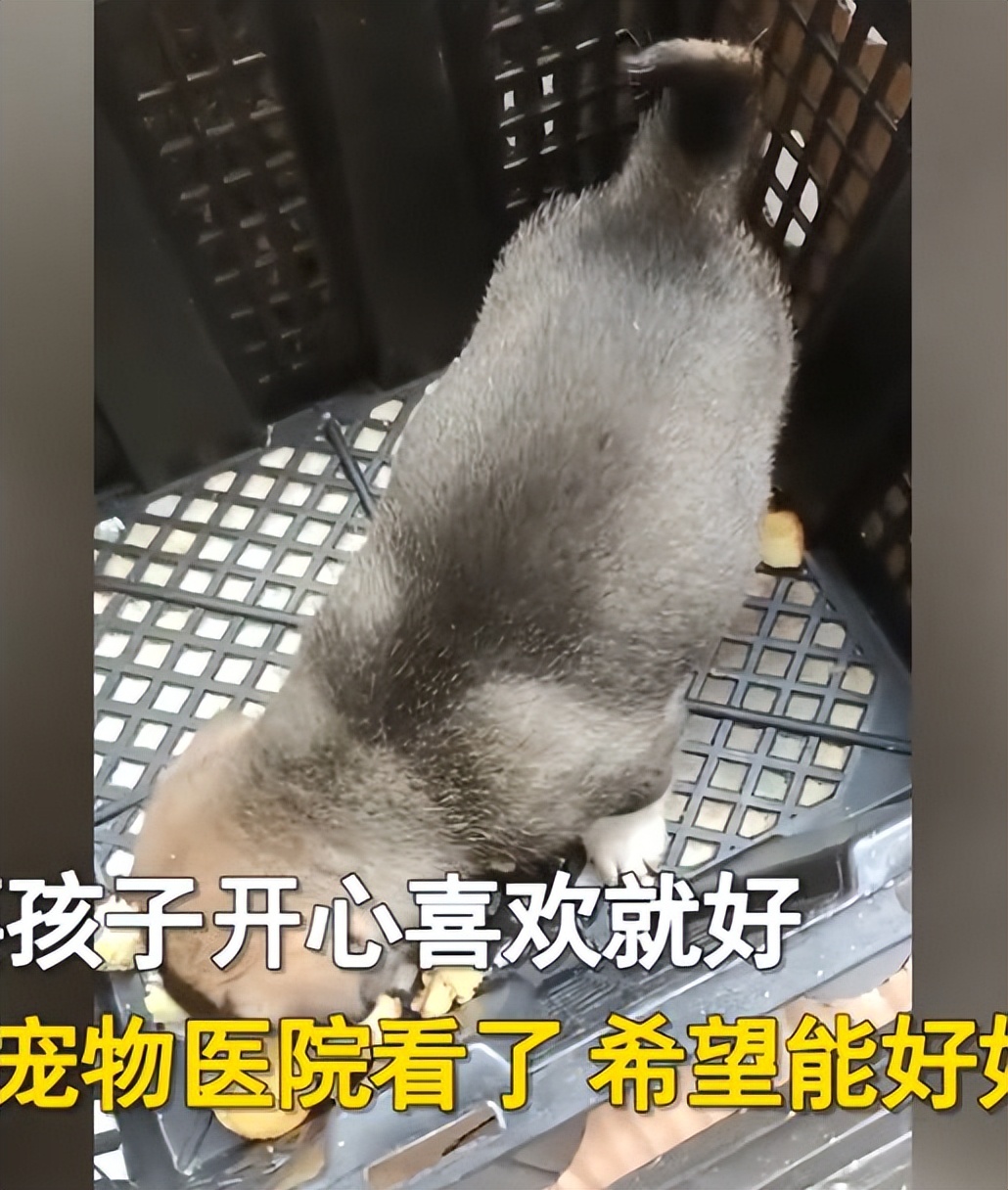 孩子花1500买狗,儿子100元买金毛