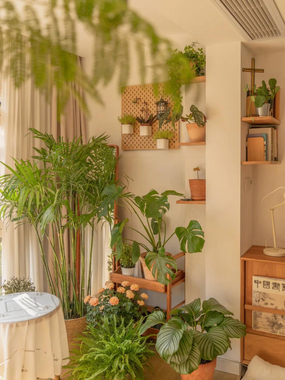 家里适合养什么大盆栽绿植,室内盆栽什么绿植好养