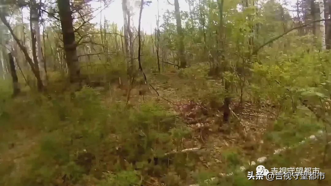 偷林场的松塔犯法吗,捡松塔违法吗